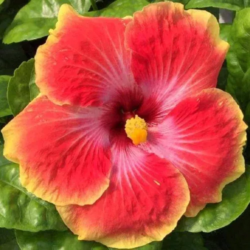 acapulco-gold-tropical-hibiscus Acapulco Gold Tropical Hibiscus