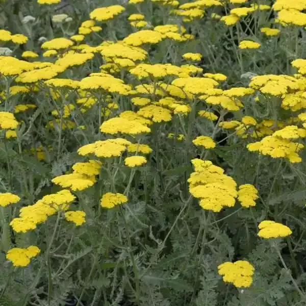 achillea-moonshine-1-gallon Achillea ‘Moonshine‘, 1 gallon