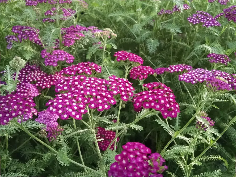 achillea-new-vintage-violet Achillea ‘New Vintage Violet‘