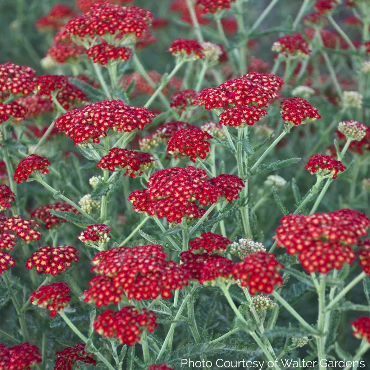 achillea-sassy-summer-sangria-yarrow Achillea 'Sassy Summer Sangria' - Yarrow