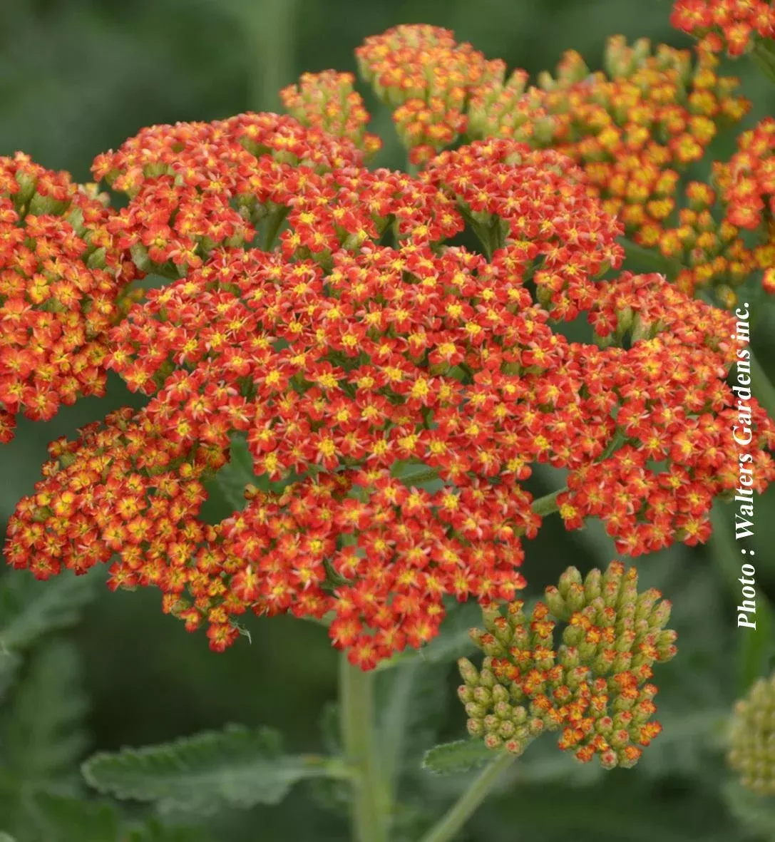 achillea-sassy-summer-sunset Achillea 'Sassy Summer Sunset'
