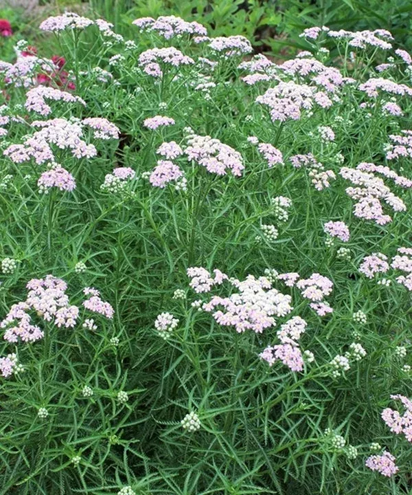 achillea-sibirica-japanese-lace Achillea sibirica 'Japanese Lace'