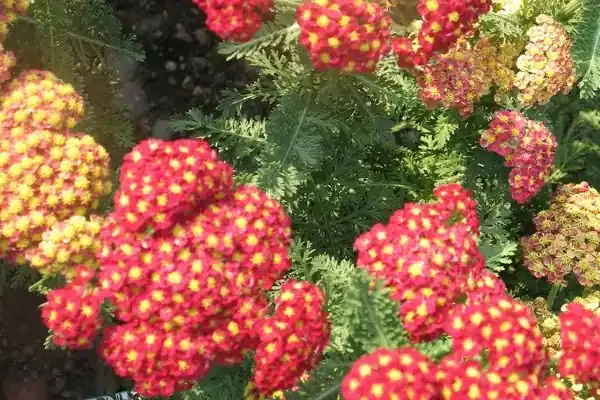 achillea-strawberry-seduction-1-gallon Achillea ‘Strawberry Seduction‘, 1 gallon