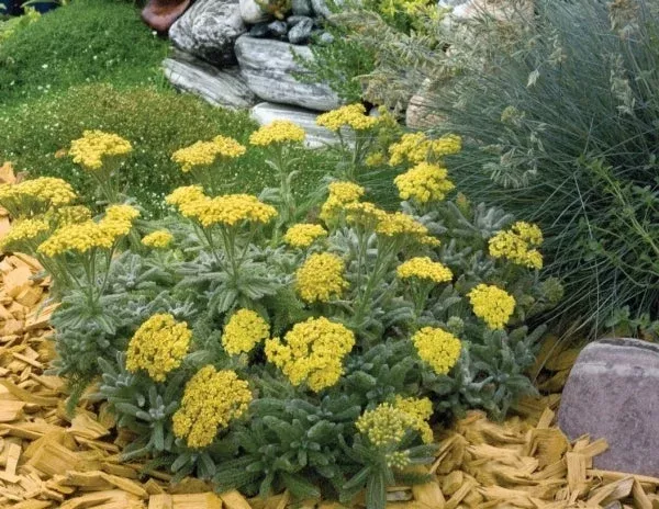 achillea-tomentosa-goldie Achillea tomentosa 'Goldie'