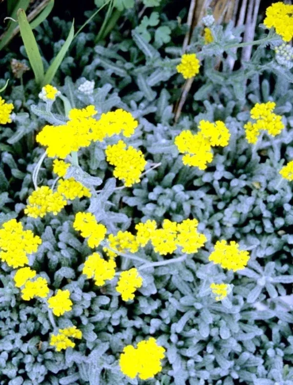 achillea-tomentosa-king-edward Achillea tomentosa 'King Edward'