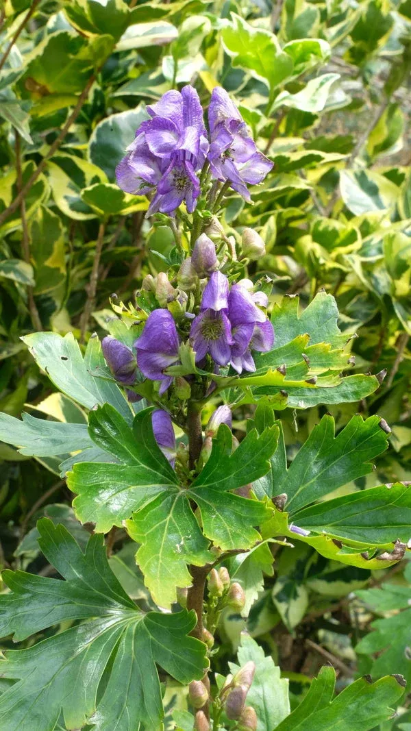 aconitum-hakusanense-bswj11032 Aconitum hakusanense BSWJ11032