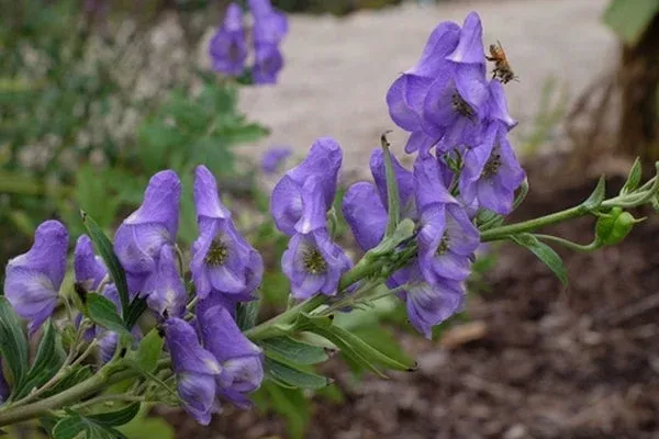 aconitum-sinomontanum-sacred-tower Aconitum sinomontanum 'Sacred Tower'