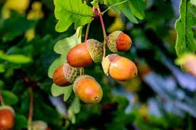 acorn-seeds-planting-grow-strong-oak-trees Acorn Seeds for Planting: Grow Strong Oak Trees