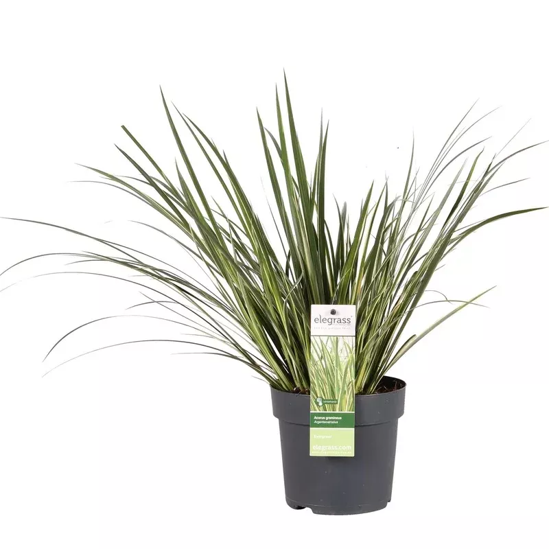 acorus-gramineus-argenteostriatus-evergreen-ornamental-grass-with-yellow-green-s Acorus gramineus ‘Argenteostriatus’Evergreen ornamental grass with yellow-green stripes14cm30cm tallIdeal for damp locations & riparian areas