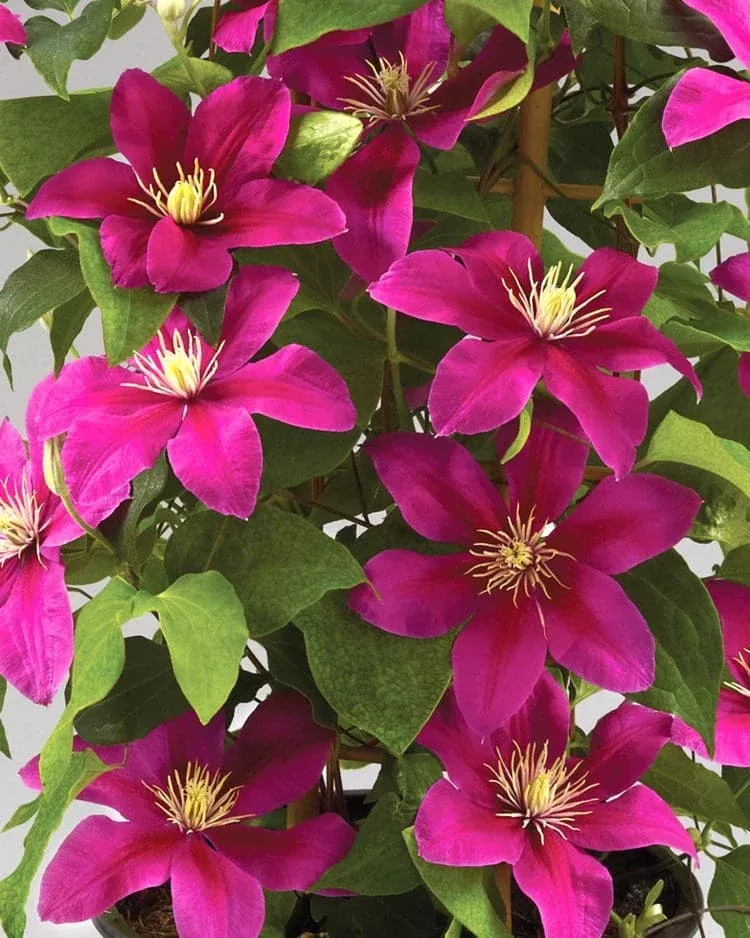 acropolis-boulevard-clematis Acropolis Boulevard Clematis