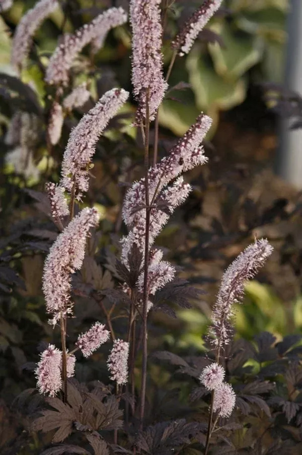 actaea-simplex-hillside-black-beauty-pp-9988 Actaea simplex 'Hillside Black Beauty' PP 9988