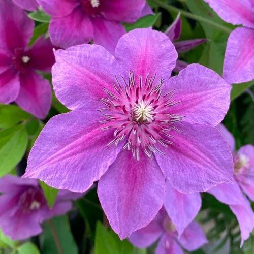adam-s-courage-clematis Adam's Courage Clematis