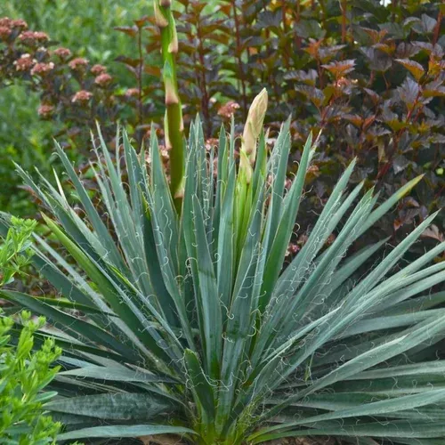 adams-needle-yucca Adams Needle Yucca