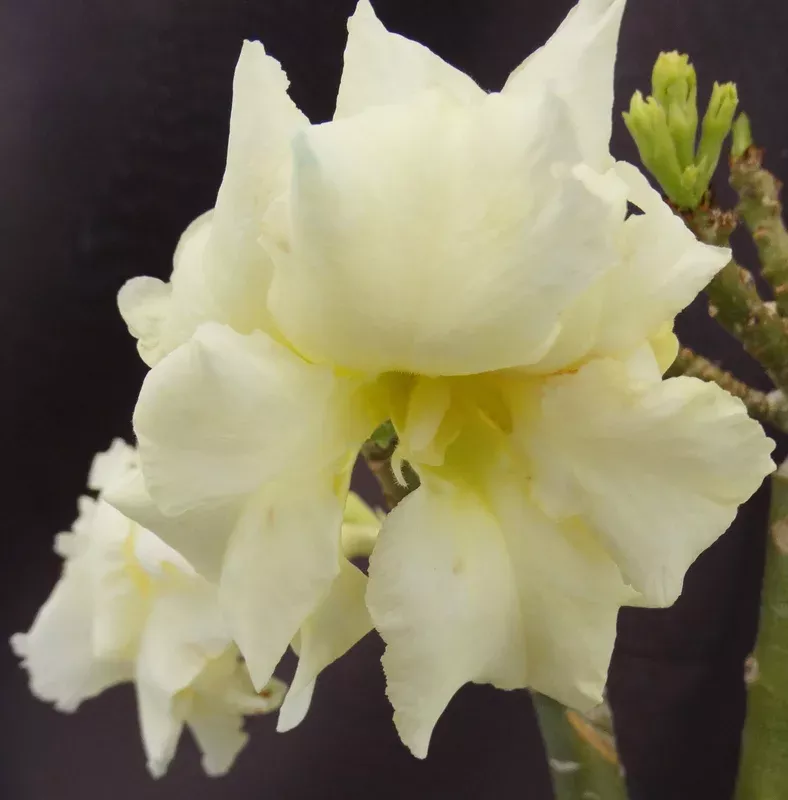 adenium-banana-grafted-hybrid Adenium ‘Banana’ Grafted hybrid