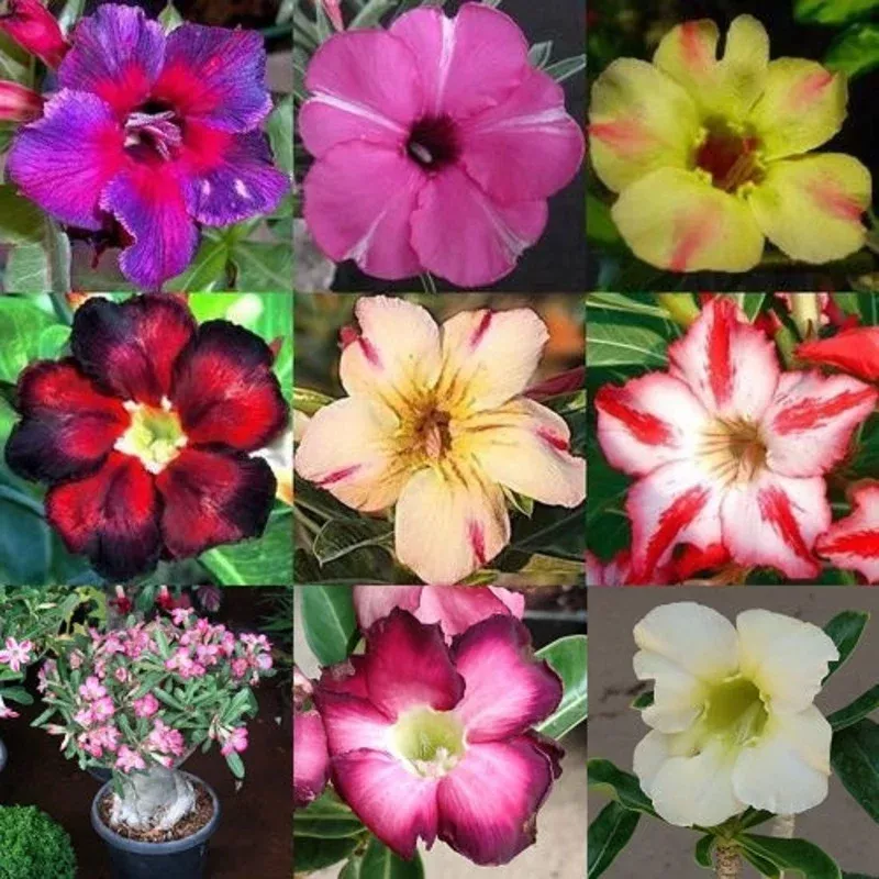 adenium-obesum-desert-rose-mixed-colour-single-flowers-seeds Adenium Obesum Desert Rose – Mixed Colour Single Flowers – Seeds