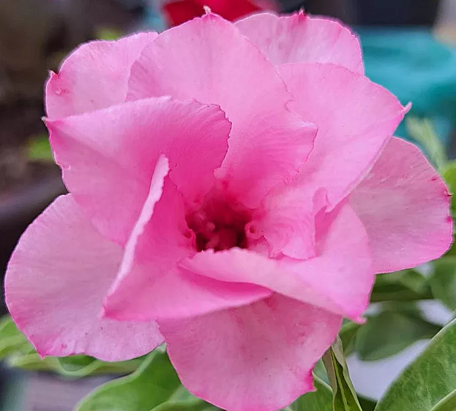 adenium-pratumma-grafted-hybrid-b-see-description Adenium ‘Pratumma’ Grafted Hybrid (B) *SEE DESCRIPTION*