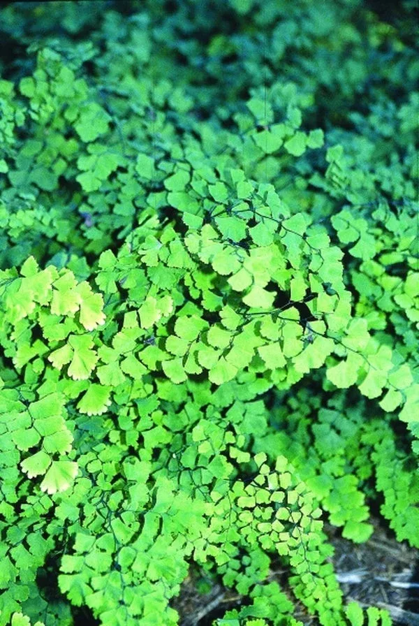 adiantum-capillus-veneris-stone-mountain Adiantum capillus-veneris 'Stone Mountain'