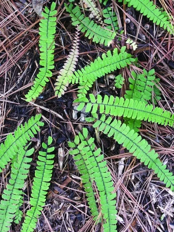 adiantum-caudatum-coll-tlc-008 Adiantum caudatum coll. #TLC-008
