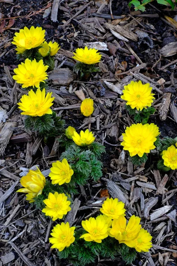 adonis-amurensis-fukujukai Adonis amurensis 'Fukujukai'