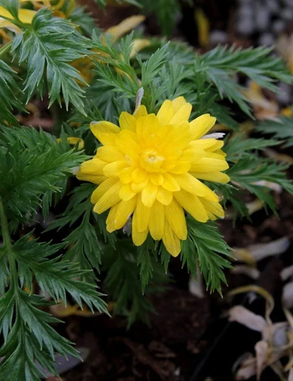 Adonis amurensis 'Hanazono'