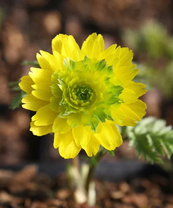 Adonis amurensis 'Pleniflora'