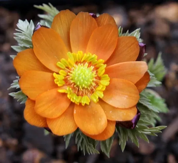 adonis-chichibu-beni Adonis 'Chichibu Beni'