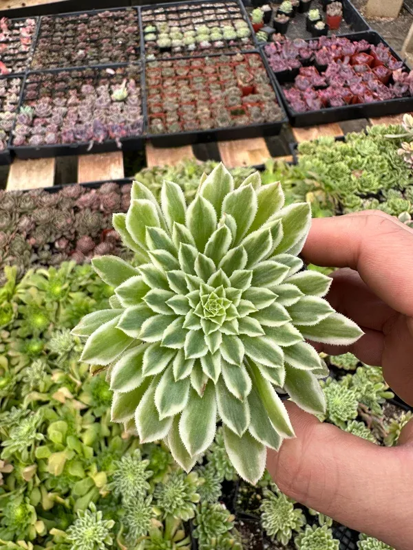 Aeonium Emerald Ice Succulent Live Plant – 4 Inch Pot – Indoor/Outdoor
