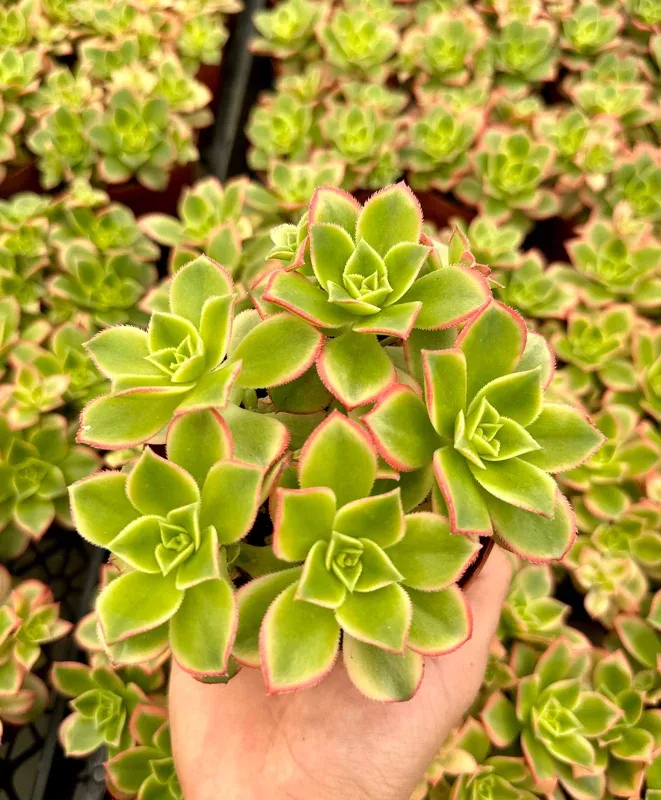Aeonium Kiwi Rosette Succulent Live Plant – Easy Care Potted Plant, 4 Inch Pot