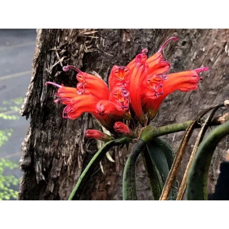 Aeschynanthus tengchungensisJN #11049