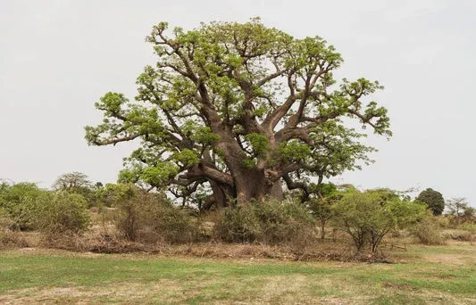 African Baobab Tree (Adansonia Digitata) Monkey Bread, Judas Fruit Seeds