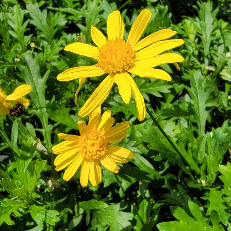 African Bush Daisy Live Plant – Yellow Flowering Perennial, Full Sun