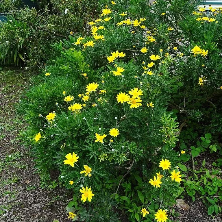 African Bush Daisy