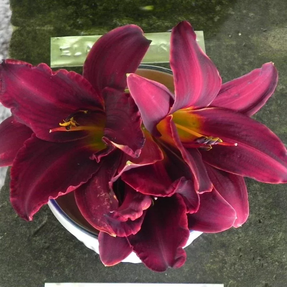 African Chant Daylily