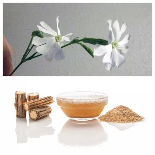 African Dream Root (Silene undulata Xhosa Herb) White Ways Campion Flower Seeds