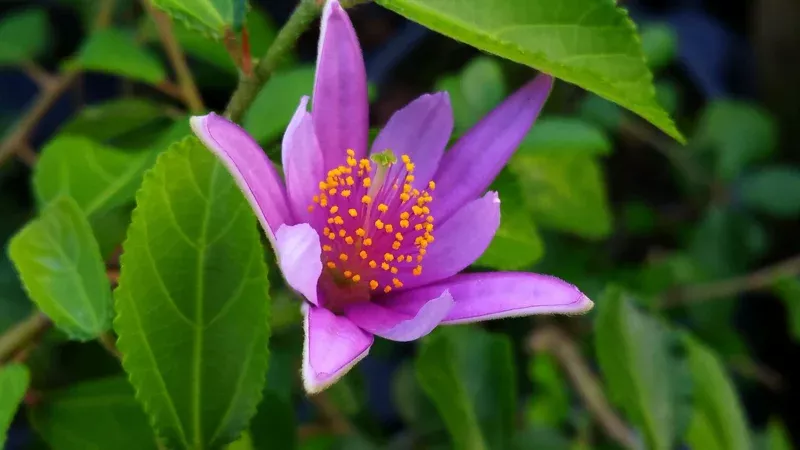 African Star Flower Live Plant – Grewia occidentalis – Lavender Pink Bloom – USDA 9-11