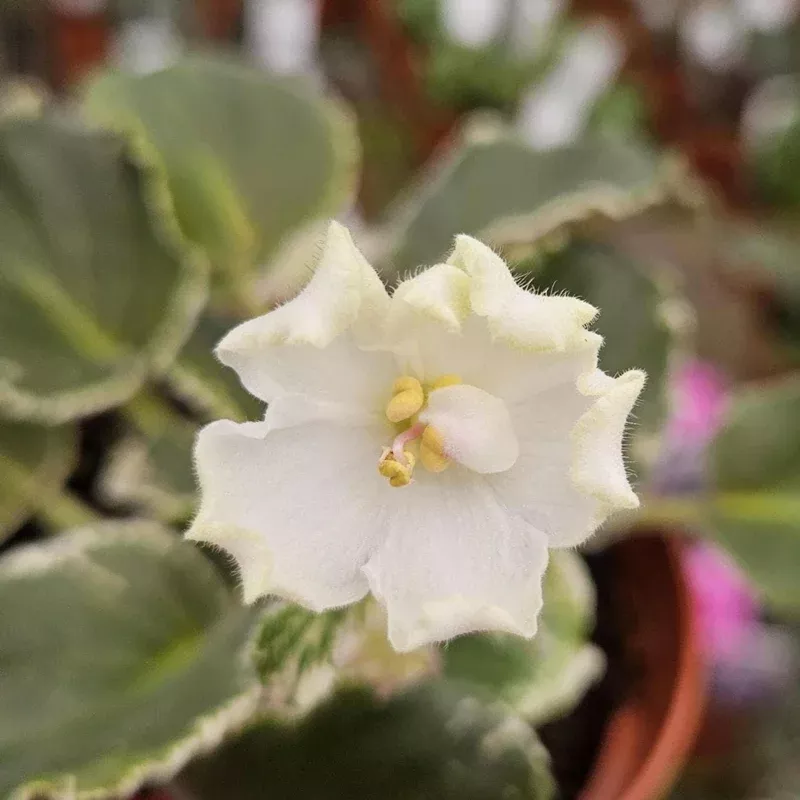 african-violet-live-plant-carolina-elegant-affair-4-inch-pot-indoor-houseplant African Violet Live Plant – Carolina Elegant Affair – 4 Inch Pot – Indoor Houseplant