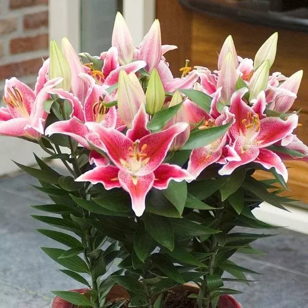 after-eight-dwarf-oriental-lily After Eight Dwarf Oriental Lily