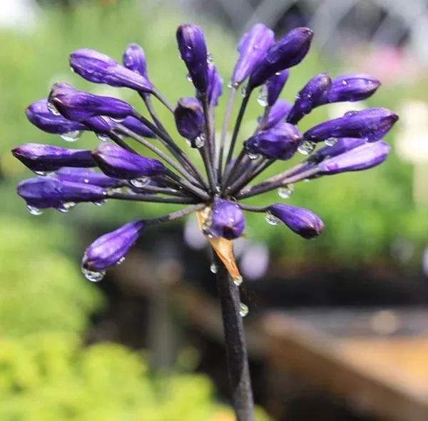 agapanthus-back-in-black-pp-16-244 Agapanthus 'Back in Black' PP 16,244