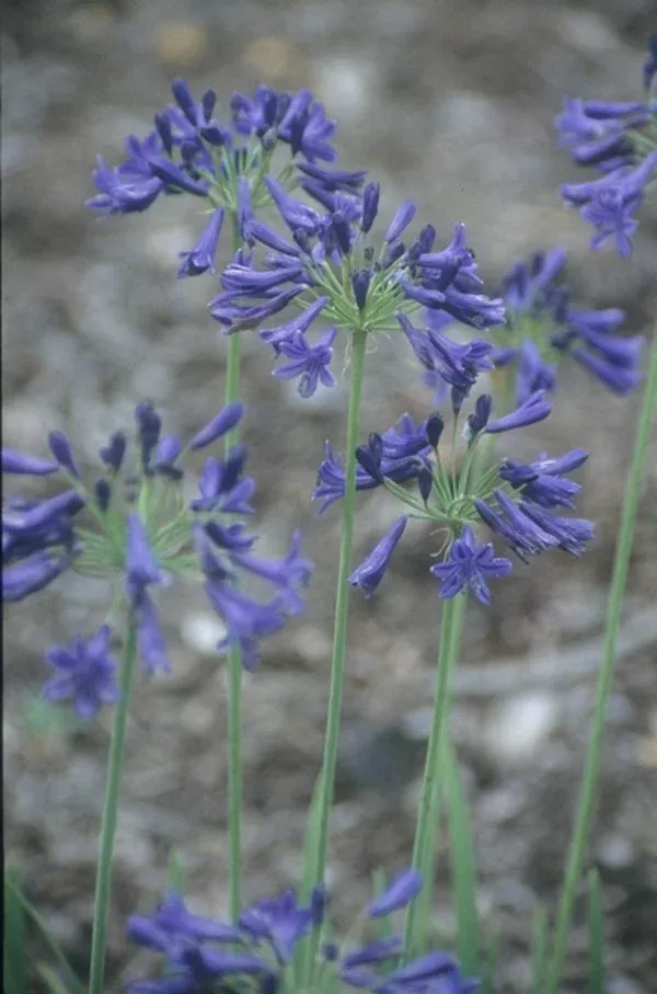 agapanthus-bressingham-blue Agapanthus 'Bressingham Blue'