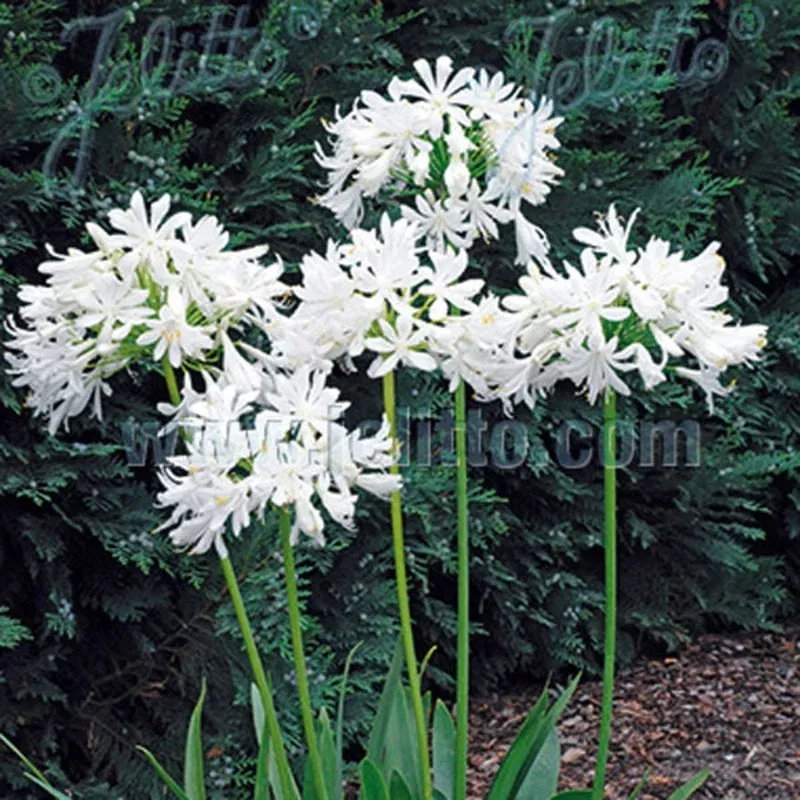 agapanthus-getty-white Agapanthus ‘Getty White’