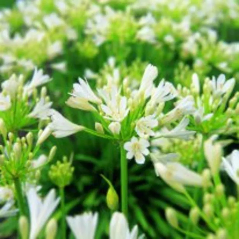 agapanthus-snow-storm Agapanthus Snow Storm