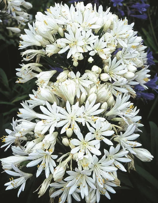 agapanthus-white-heaven Agapanthus 'White Heaven'