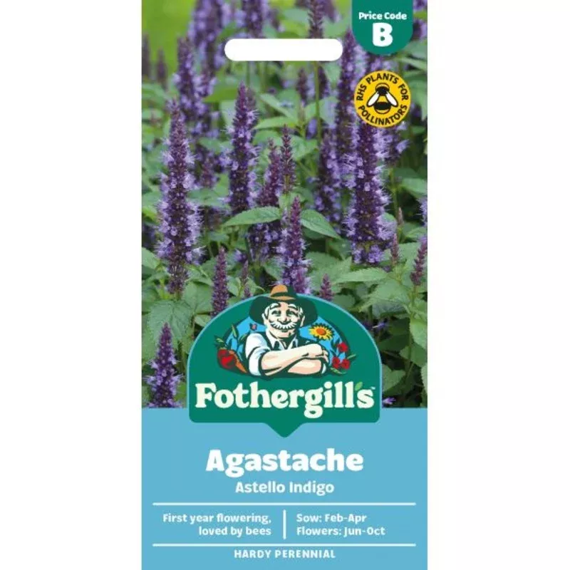 agastache-astello-indigo-flower-seeds Agastache Astello Indigo Flower Seeds