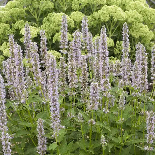 agastache-blue-fortune-1-gallon Agastache ‘Blue Fortune‘, 1 gallon