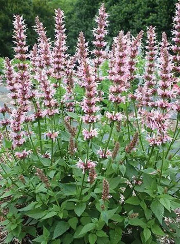 agastache-cotton-candy-pp-20-991 Agastache 'Cotton Candy' PP 20,991