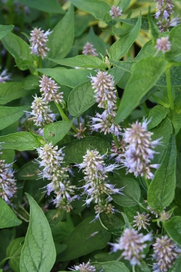 agastache-foeniculum-get-riehl Agastache foeniculum 'Get Riehl'