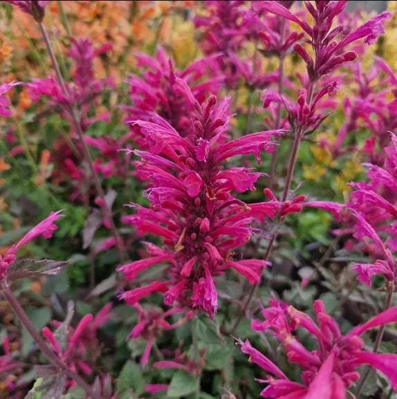 agastache-morello-live-plant-plugs-pink-hummingbird-mint-2-pack-1-3-tall Agastache Morello Live Plant Plugs – Pink Hummingbird Mint – 2 Pack, 1-3″ Tall