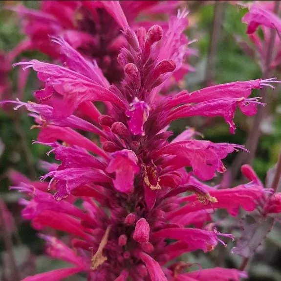 agastache-morello-plug-plant-live-starter-perennial-well-rooted-1-3-tall Agastache Morello Plug Plant – Live Starter Perennial – Well-Rooted 1″-3″ Tall