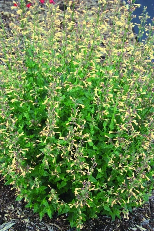 agastache-summer-glow-pp20-980 Agastache 'Summer Glow' PP20,980