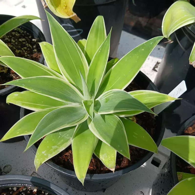 agave-attenuata-ray-light-2ga Agave attenuata “Ray of Light” – 2ga